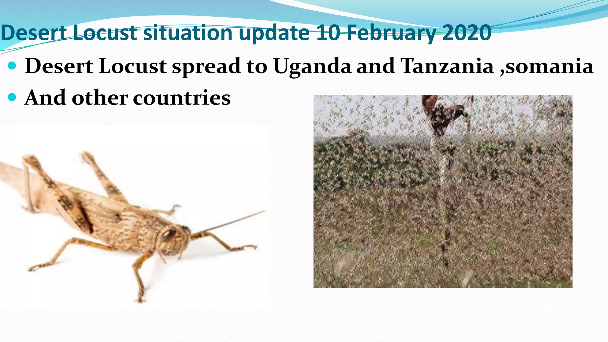 Desert Locust situation update 10 February 2020
 Desert Locust spread to Uganda and Tanzania ,somania
 And other countries
 