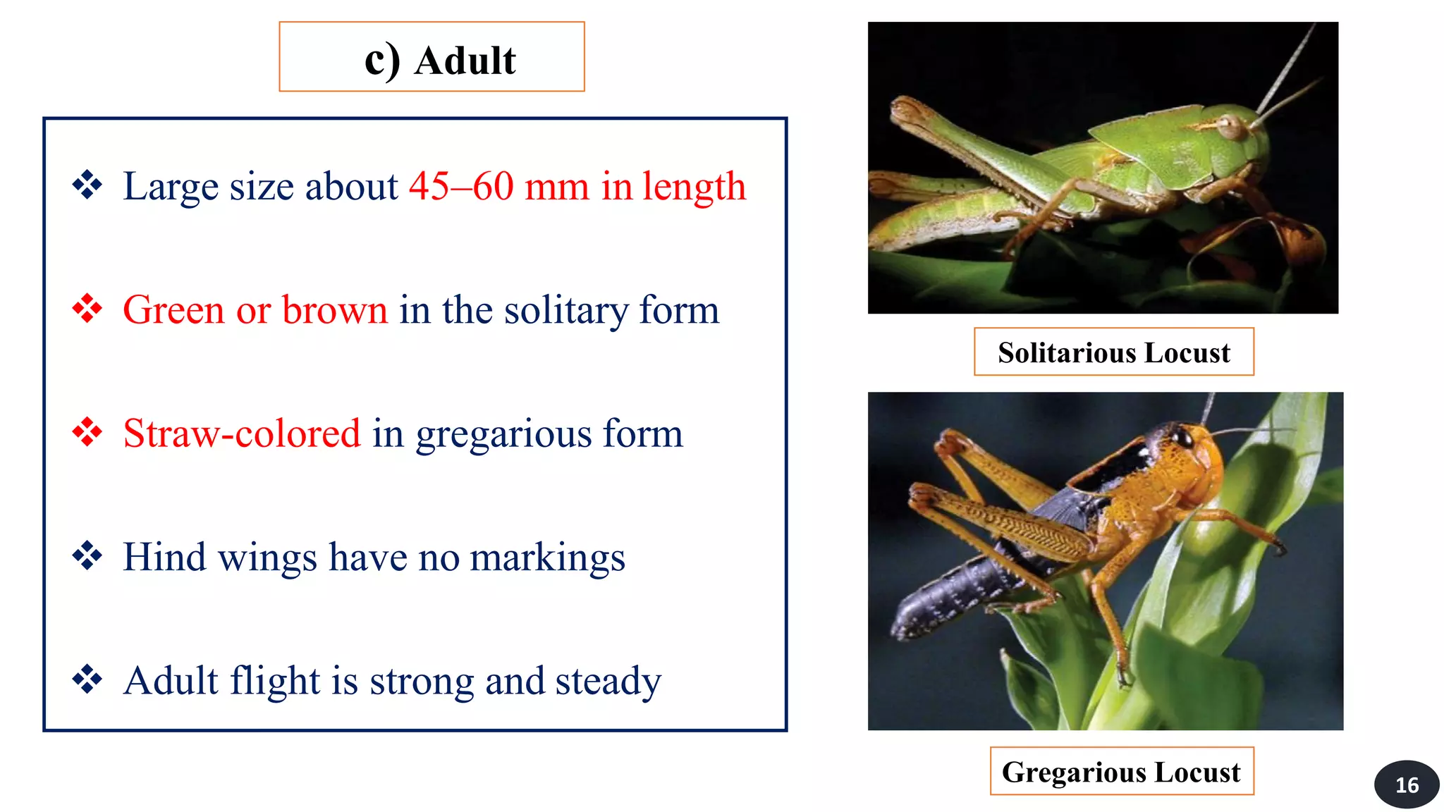  Large size about 45–60 mm in length
 Green or brown in the solitary form
 Straw-colored in gregarious form
 Hind wings have no markings
 Adult flight is strong and steady
c) Adult
Gregarious Locust
Solitarious Locust
16
 