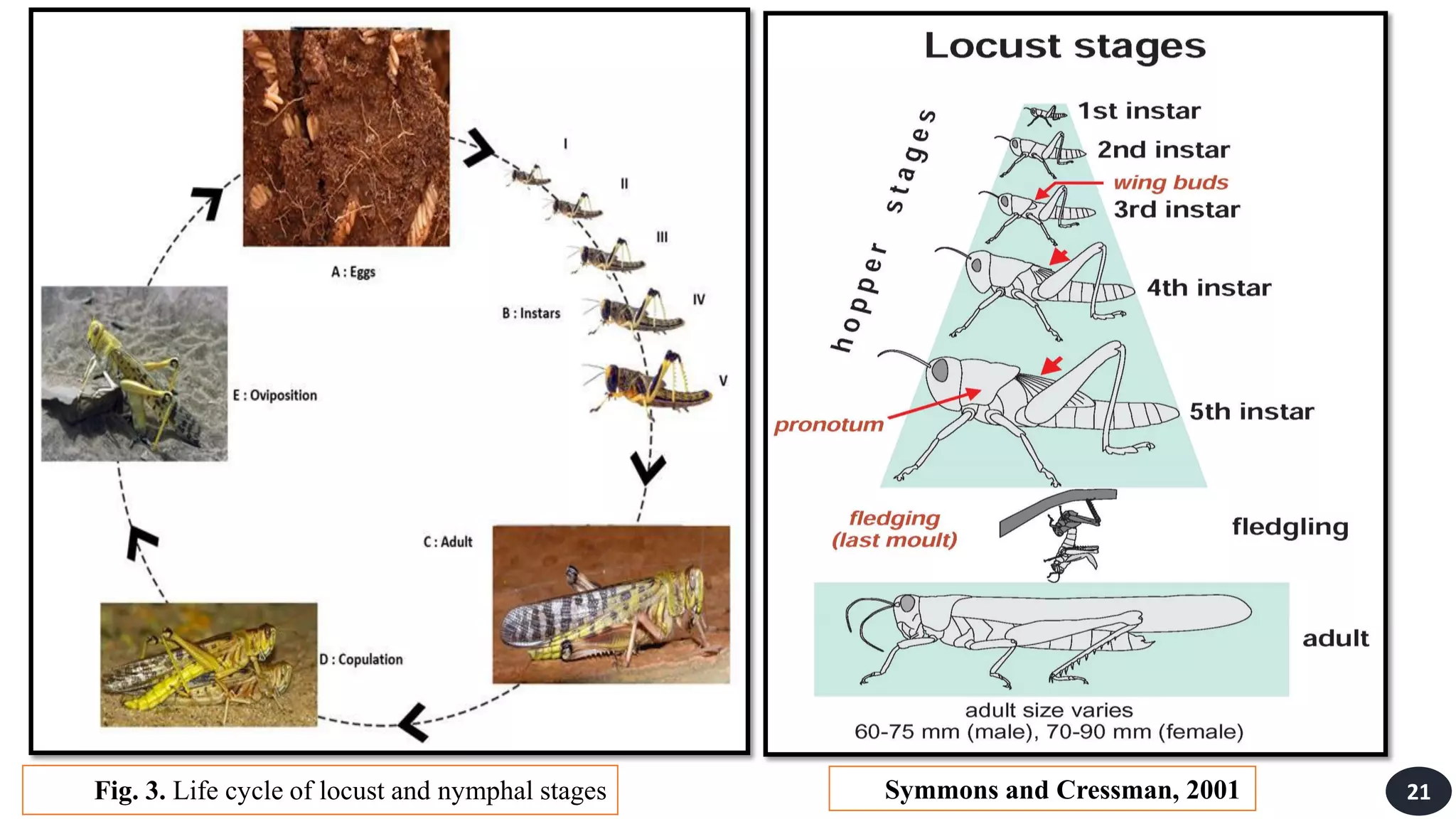 Symmons and Cressman, 2001 21
Fig. 3. Life cycle of locust and nymphal stages
 