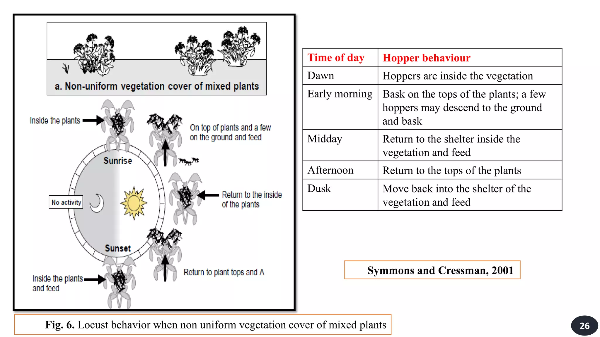 Time of day Hopper behaviour
Dawn Hoppers are inside the vegetation
Early morning Bask on the tops of the plants; a few
hoppers may descend to the ground
and bask
Midday Return to the shelter inside the
vegetation and feed
Afternoon Return to the tops of the plants
Dusk Move back into the shelter of the
vegetation and feed
Symmons and Cressman, 2001
26
Fig. 6. Locust behavior when non uniform vegetation cover of mixed plants
 
