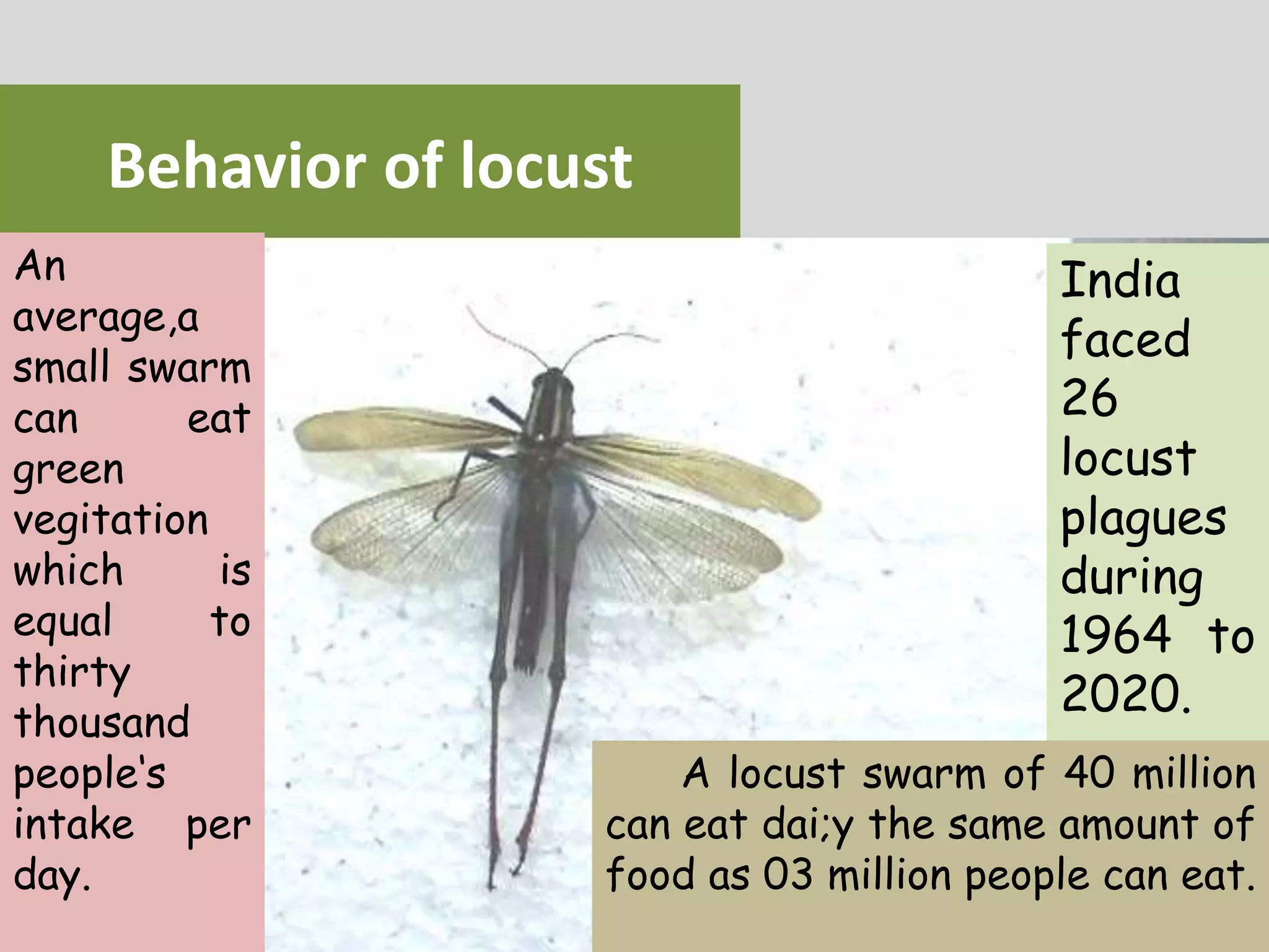 Behavior of locust
India
faced
26
locust
plagues
during
1964 to
2020.
An
average,a
small swarm
can eat
green
vegitation
which is
equal to
thirty
thousand
people‘s
intake per
day.
A locust swarm of 40 million
can eat dai;y the same amount of
food as 03 million people can eat.
 