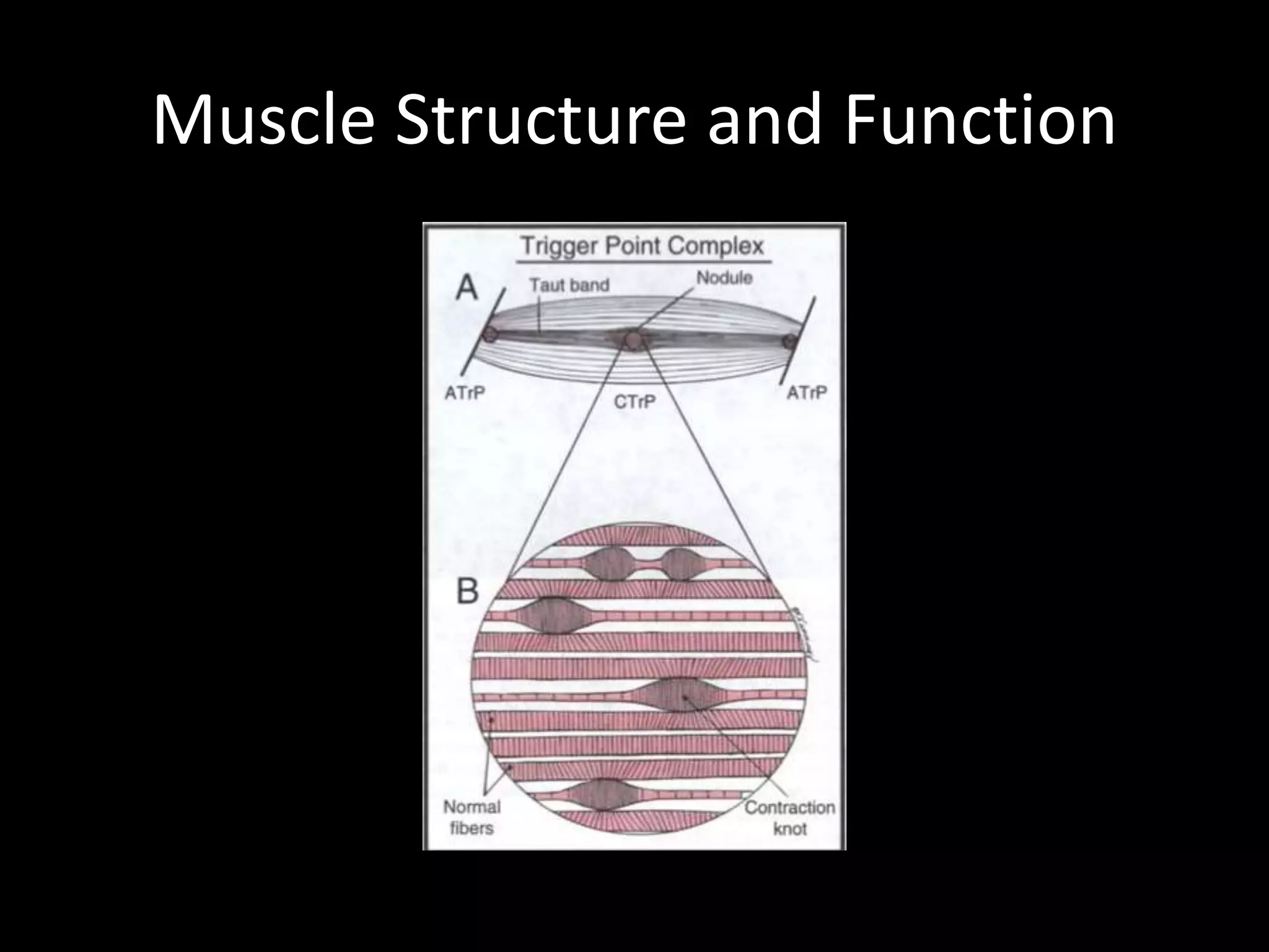 Muscle Structure and Function
 