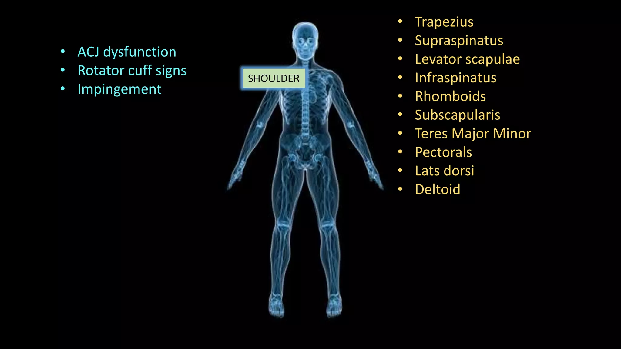 SHOULDER
• ACJ dysfunction
• Rotator cuff signs
• Impingement
• Trapezius
• Supraspinatus
• Levator scapulae
• Infraspinatus
• Rhomboids
• Subscapularis
• Teres Major Minor
• Pectorals
• Lats dorsi
• Deltoid
 