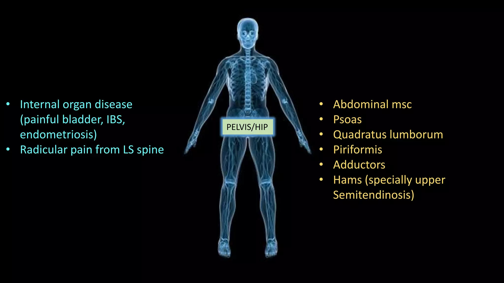 PELVIS/HIP
• Internal organ disease
(painful bladder, IBS,
endometriosis)
• Radicular pain from LS spine
• Abdominal msc
• Psoas
• Quadratus lumborum
• Piriformis
• Adductors
• Hams (specially upper
Semitendinosis)
 