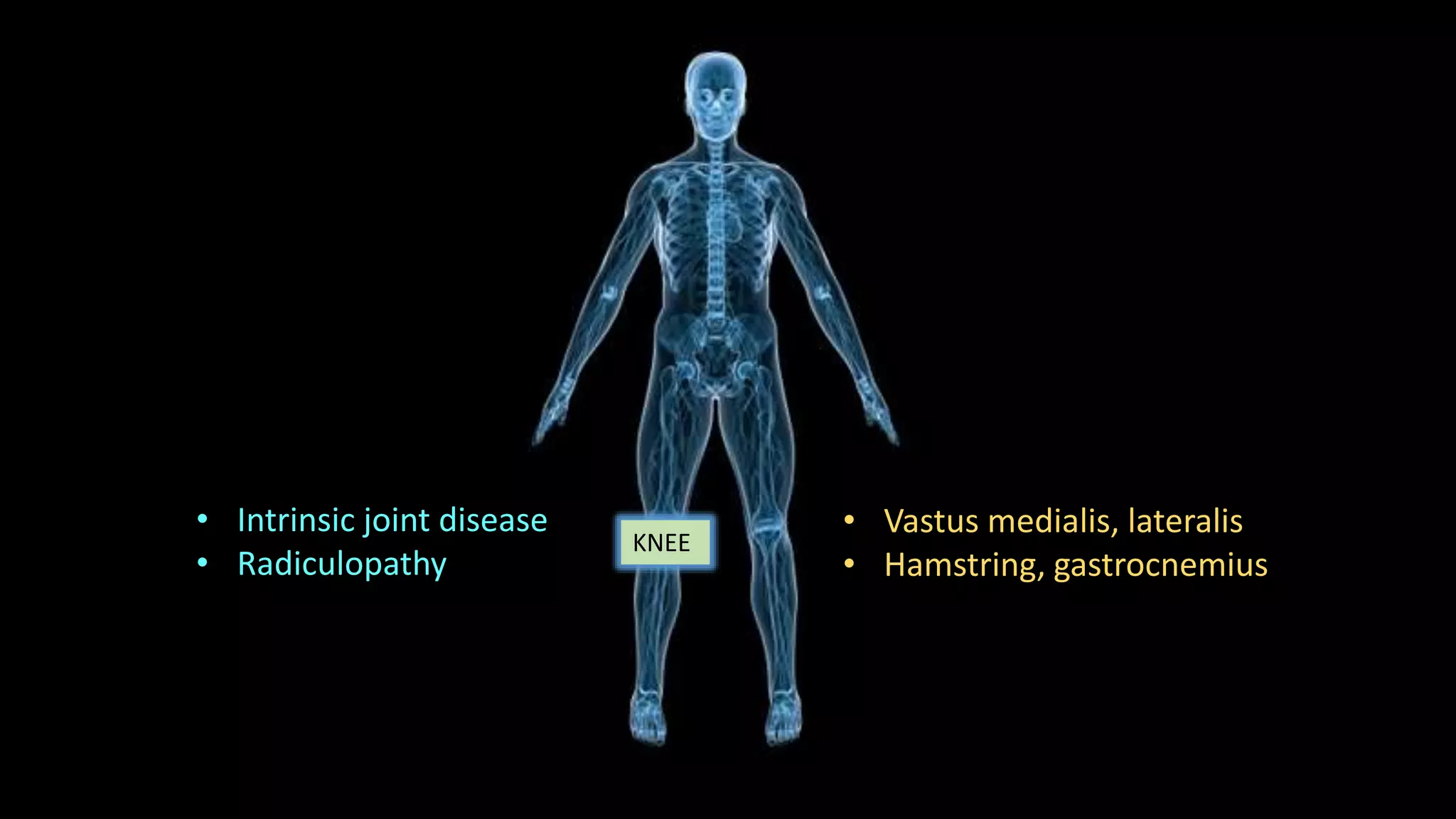 KNEE
• Intrinsic joint disease
• Radiculopathy
• Vastus medialis, lateralis
• Hamstring, gastrocnemius
 