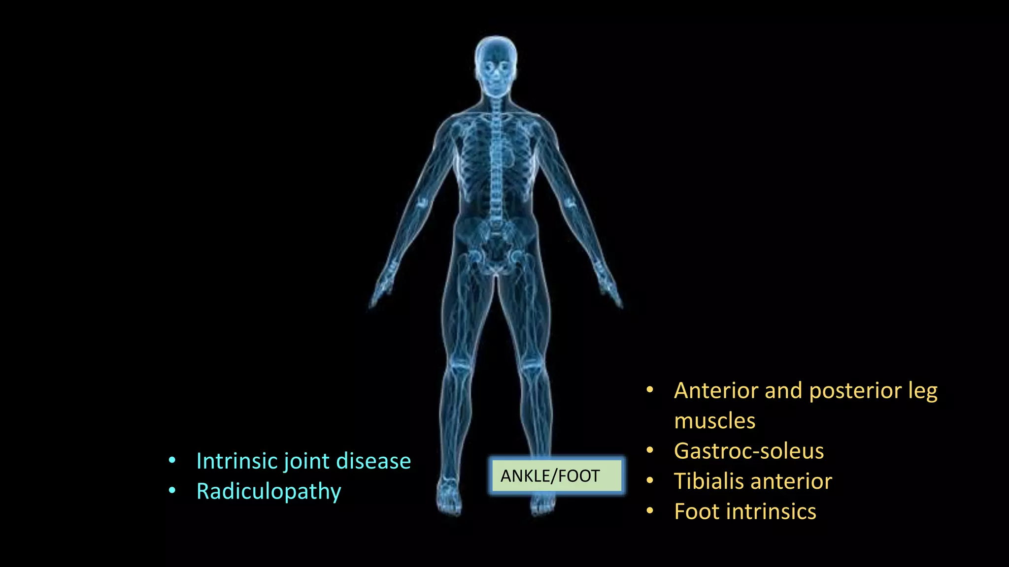 ANKLE/FOOT
• Intrinsic joint disease
• Radiculopathy
• Anterior and posterior leg
muscles
• Gastroc-soleus
• Tibialis anterior
• Foot intrinsics
 