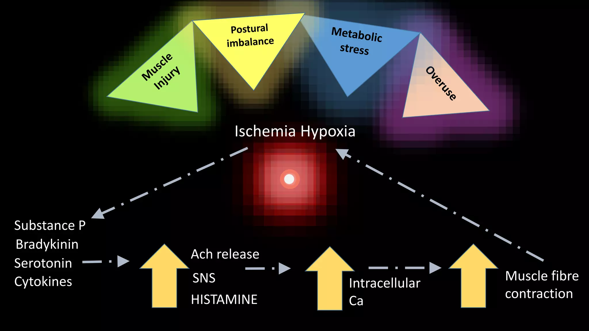 Substance P
Bradykinin
Serotonin
Cytokines
HISTAMINE
Intracellular
Ca
Muscle fibre
contraction
Ach release
SNS
Ischemia Hypoxia
 