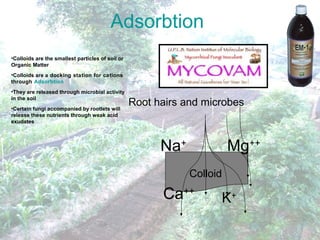 Adsorbtion
•Colloids are the smallest particles of soil or
Organic Matter
•Colloids are a docking station for cations
through Adsorbtion
•They are released through microbial activity
in the soil
•Certain fungi accompanied by rootlets will
release these nutrients through weak acid
exudates
Colloid
Mg++
Ca++
Na+
K+
Root hairs and microbes
 