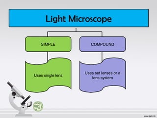 Light Microscope 
SIMPLE COMPOUND 
Uses single lens Uses set lenses or a 
lens system 
 