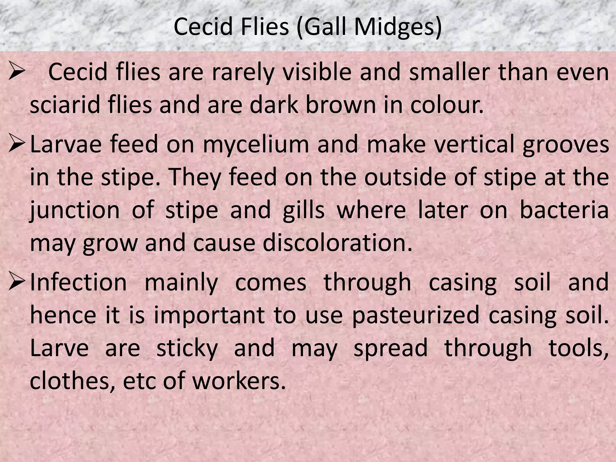 Cecid Flies (Gall Midges)
 Cecid flies are rarely visible and smaller than even
sciarid flies and are dark brown in colour.
Larvae feed on mycelium and make vertical grooves
in the stipe. They feed on the outside of stipe at the
junction of stipe and gills where later on bacteria
may grow and cause discoloration.
Infection mainly comes through casing soil and
hence it is important to use pasteurized casing soil.
Larve are sticky and may spread through tools,
clothes, etc of workers.
 
