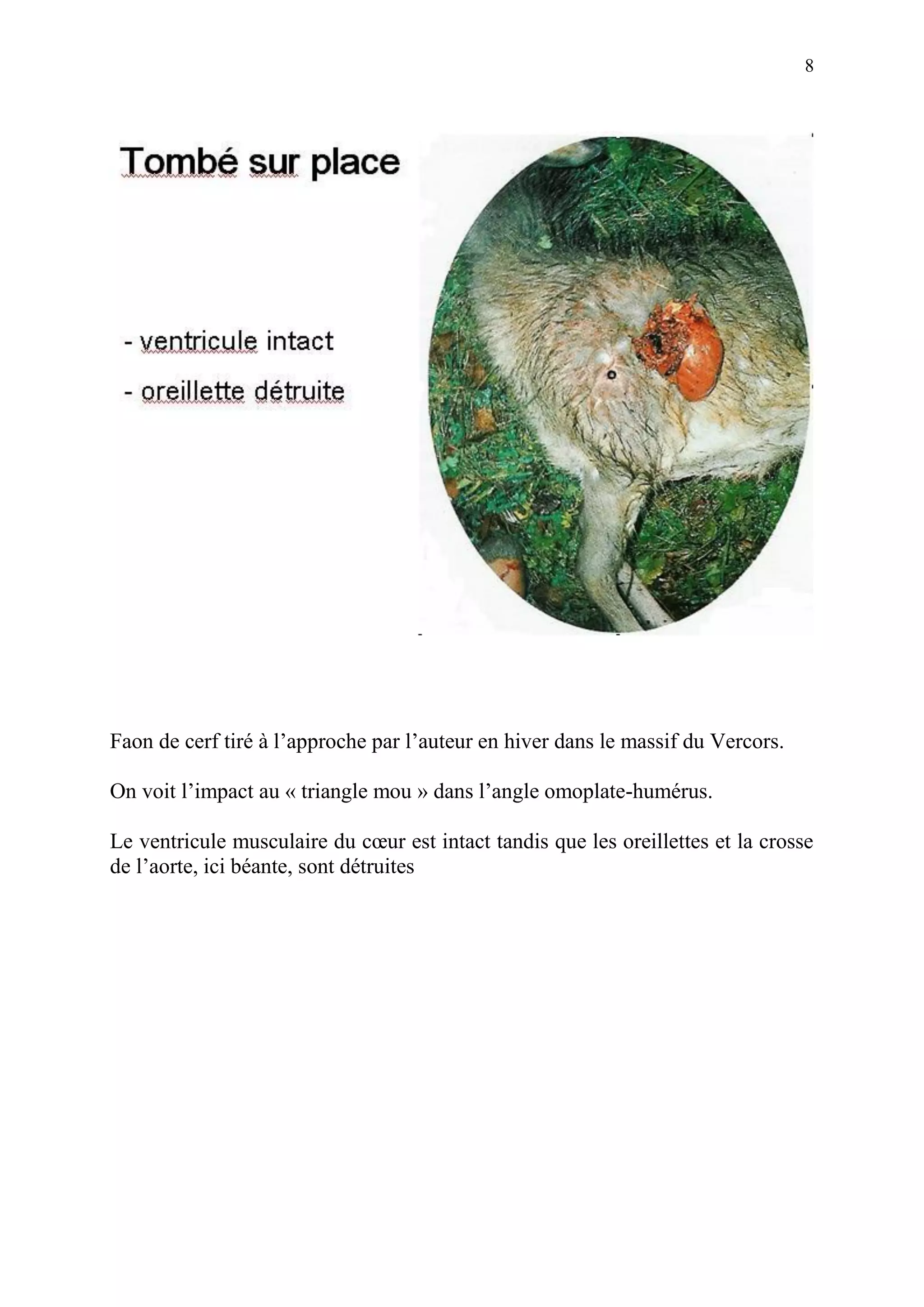 8




Faon de cerf tiré à l’approche par l’auteur en hiver dans le massif du Vercors.

On voit l’impact au « triangle mou » dans l’angle omoplate-humérus.

Le ventricule musculaire du cœur est intact tandis que les oreillettes et la crosse
de l’aorte, ici béante, sont détruites
 