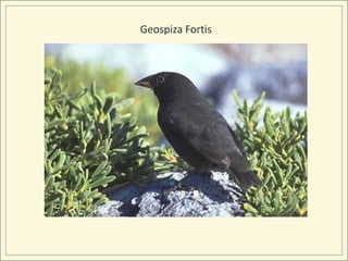 Geospiza Fortis