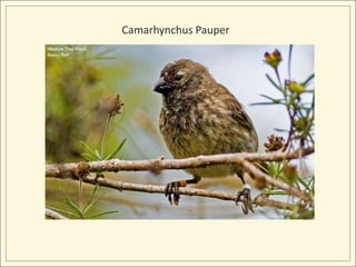 Camarhynchus Pauper