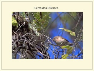 Certhidea Olivacea