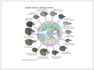 Punctuated Equilibrium, Celestial Navigation, and APIs