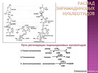 Пути регенерации пиримидиновых нуклеотидов
Cholesterol-inform.ru
 