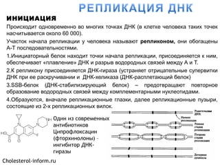 ИНИЦИАЦИЯ
Происходит одновременно во многих точках ДНК (в клетке человека таких точек
насчитывается около 60 000).
Участок начала репликации у человека называют репликоном, они обогащены
А-Т последовательностями.
1.Инициаторный белок находит точки начала репликации, присоединяется к ним,
обеспечивает «плавление» ДНК и разрыв водородных связей между А и Т.
2.К репликону присоединяется ДНК-гираза (устраняет отрицательные супервитки
ДНК при ее раскручивании и ДНК-хеликаза (ДНК-расплетающий белок)
3.SSB-белок (ДНК-стабилизирующий белок) – предотвращают повторное
образование водородных связей между комплементарными нуклеотидами.
4.Образуются, вначале репликационные глазки, далее репликационные пузыри,
состоящие из 2-х репликационных вилок.
Cholesterol-inform.ru
Один из современных
антибиотиков
Ципрофлоксацин
(фторхинолоны) –
ингибитор ДНК-
гиразы
 