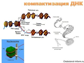 Cholesterol-inform.ru
 