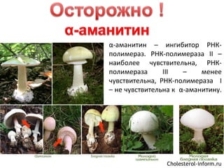 α-аманитин – ингибитор РНК-
полимераз. РНК-полимераза II –
наиболее чувствительна, РНК-
полимераза III – менее
чувствительна, РНК-полимераза I
– не чувствительна к α-аманитину.
Cholesterol-inform.ru
 