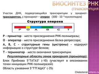 Участок ДНК, подвергающийся транскрипции у эукариот-
транскриптон, у прокариот – оперон (300 - 10 11
нуклеотидов)
Структура оперона
Р – промотор – место присоединения РНК-полимеразы;
О – оператор – место присоединения белка-репрессора;
А, B, C – структурные гены (цистроны) – кодируют
информацию о структуре белков;
Т – терминатор – место окончания транскрипции
Регуляторные области генов прокариот (промотор):
Блок Прибнова 5’ТАТА3’ (-10) (участвует в опозновании
точки инициации РНК-полимеразой)
Область узнавания 5’ТТГАЦА3’ (-35)
Cholesterol-inform.ru
 