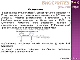 Инициация
δ-субъединица РНК-полимеразы узнаёт промотор, накрывая 40-
60 пар нуклеотидов с повышенным количеством А-Т участков.
Центры А-Т участков располагаются в положении 10 и 35.
Колебание между центрами не более чем в 16-19 пар
нуклеотидов. Изменение этого расстояния приводит к
невозможности опознавания промотора РНК-полимеразой.
Прочность связывания обеспечивается σ-фактором
α-субъединица встраивает первый нуклеотид (у всех РНК
пуриновый)
На этапе инициации действуют антибиотики рифамицин,
рифампицин и актиномицин-D.
Cholesterol-inform.ru
 