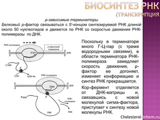 Поскольку в терминаторе
много Г-Ц-пар (с тремя
водородными связями), в
области терминатора РНК-
полимераза замедляет
скорость движения, ρ-
фактор ее догоняет,
изменяет конформацию и
синтез РНК прекращается.
Кор-фермент отделяется
от ДНК-матрицы и,
связавшись с новой
молекулой сигма-фактора,
приступает к синтезу новой
молекулы РНК.
ρ-зависимые терминаторы
Белковый ρ-фактор связываться с 5'-концом синтезируемой РНК длиной
около 50 нуклеотидов и движется по РНК со скоростью движения РНК-
полимеразы по ДНК.
Cholesterol-inform.ru
 