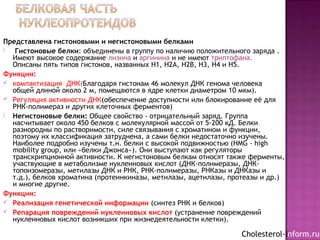 Представлена гистоновыми и негистоновыми белками
 Гистоновые белки: объединены в группу по наличию положительного заряда .
Имеют высокое содержание лизина и аргинина и не имеют триптофана.
Описаны пять типов гистонов, названных H1, H2A, H2B, H3, H4 и Н5.
Функции:
 компактизация ДНК(Благодаря гистонам 46 молекул ДНК генома человека
общей длиной около 2 м, помещаются в ядре клетки диаметром 10 мкм).
 Регуляция активности ДНК(обеспечение доступности или блокирование её для
РНК-полимераз и других клеточных ферментов)
 Негистоновые белки: Общее свойство - отрицательный заряд. Группа
насчитывает около 450 белков с молекулярной массой от 5-200 кД. Белки
разнородны по растворимости, силе связывания с хроматином и функции,
поэтому их классификация затруднена, а сами белки недостаточно изучены.
Наиболее подробно изучены т.н. белки с высокой подвижностью (HMG - high
mobility group, или «белки Джонса»). Они выступают как регуляторы
транскрипционной активности. К негистоновым белкам относят также ферменты,
участвующие в метаболизме нуклеиновых кислот (ДНК-полимеразы, ДНК-
топоизомеразы, метилазы ДНК и РНК, РНК-полимеразы, РНКазы и ДНКазы и
т.д.), белков хроматина (протеинкиназы, метилазы, ацетилазы, протеазы и др.)
и многие другие.
Функции:
 Реализация генетической информации (синтез РНК и белков)
 Репарация повреждений нуклеиновых кислот (устранение повреждений
нуклеиновых кислот возникших при жизнедеятельности клетки).
Cholesterol-inform.ru
 