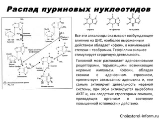 Распад пуриновых нуклеотидов
Все эти алкалоиды оказывают возбуждающее
влияние на ЦНС, наиболее выраженным
действием обладает кофеин, в наименьшей
степени – теобромин. Теофиллин сильнее
стимулирует сердечную деятельность.
Головной мозг располагает аденозиновыми
рецепторами, тормозящими возникающие
нервные импульсы. Кофеин, обладая
схожим с аденозином строением,
препятствует связыванию аденозина и, тем
самым активирует деятельность нервной
системы, при этом активируется выработка
АКТГ и, как следствие стрессорных гомонов,
приводящих организм в состояние
повышенной готовности к действию.
Cholesterol-inform.ru
 