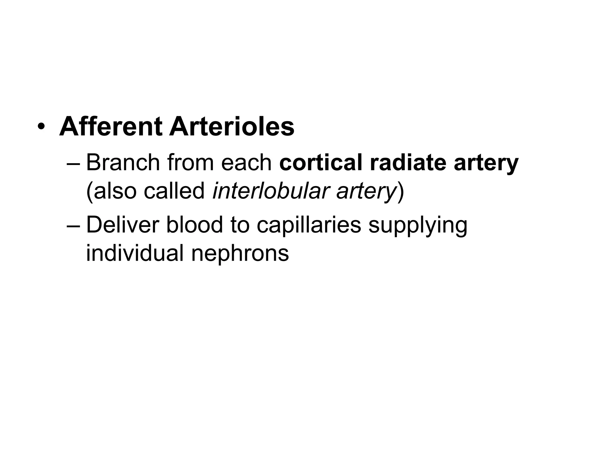 • Afferent Arterioles
– Branch from each cortical radiate artery
(also called interlobular artery)
– Deliver blood to capillaries supplying
individual nephrons
 