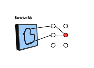 Receptive eldReceptive eld
 