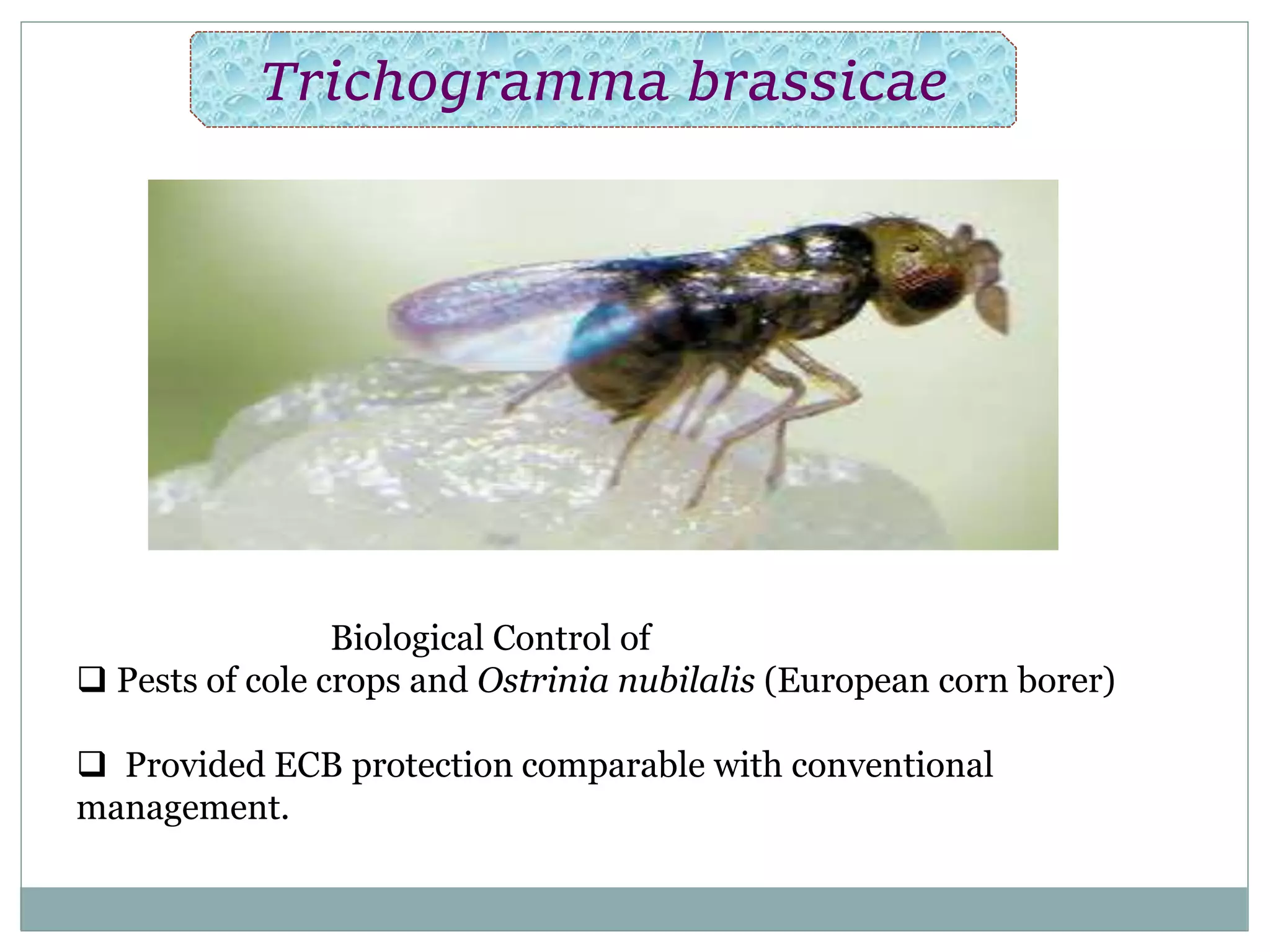 Trichogramma brassicae
Biological Control of
 Pests of cole crops and Ostrinia nubilalis (European corn borer)
 Provided ECB protection comparable with conventional
management.
 