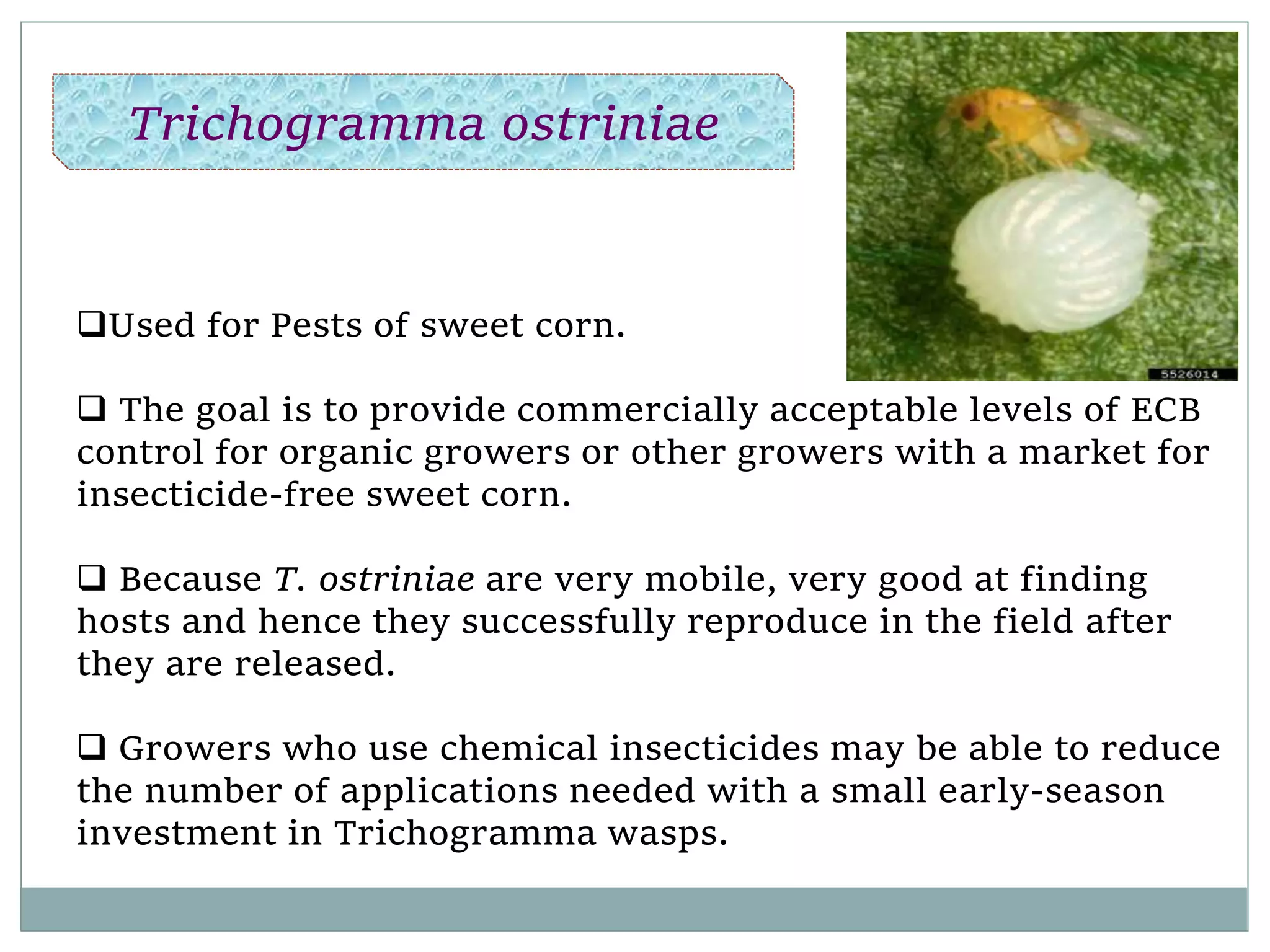 Used for Pests of sweet corn.
 The goal is to provide commercially acceptable levels of ECB
control for organic growers or other growers with a market for
insecticide-free sweet corn.
 Because T. ostriniae are very mobile, very good at finding
hosts and hence they successfully reproduce in the field after
they are released.
 Growers who use chemical insecticides may be able to reduce
the number of applications needed with a small early-season
investment in Trichogramma wasps.
Trichogramma ostriniae
 