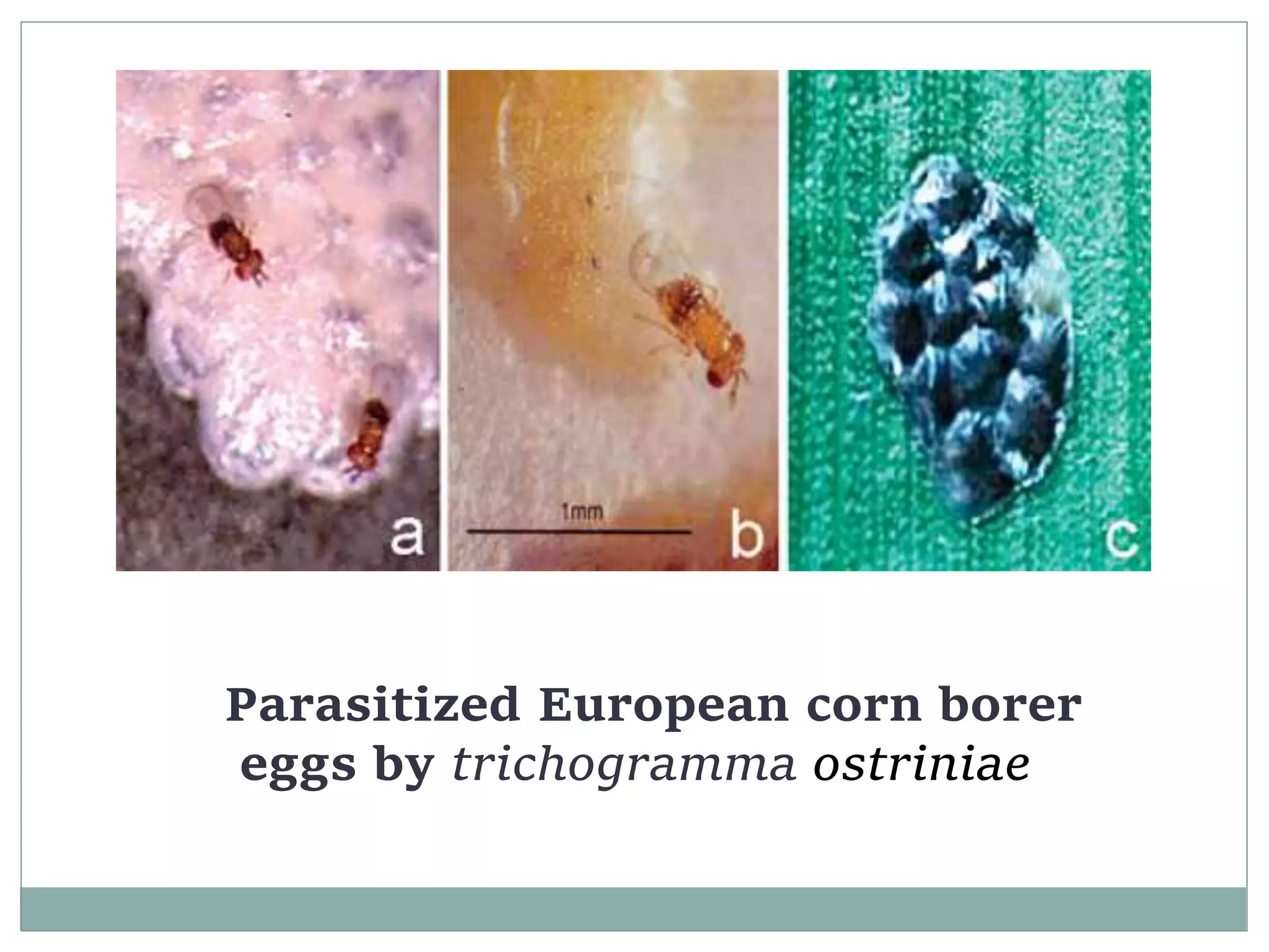 Parasitized European corn borer
eggs by trichogramma ostriniae
 