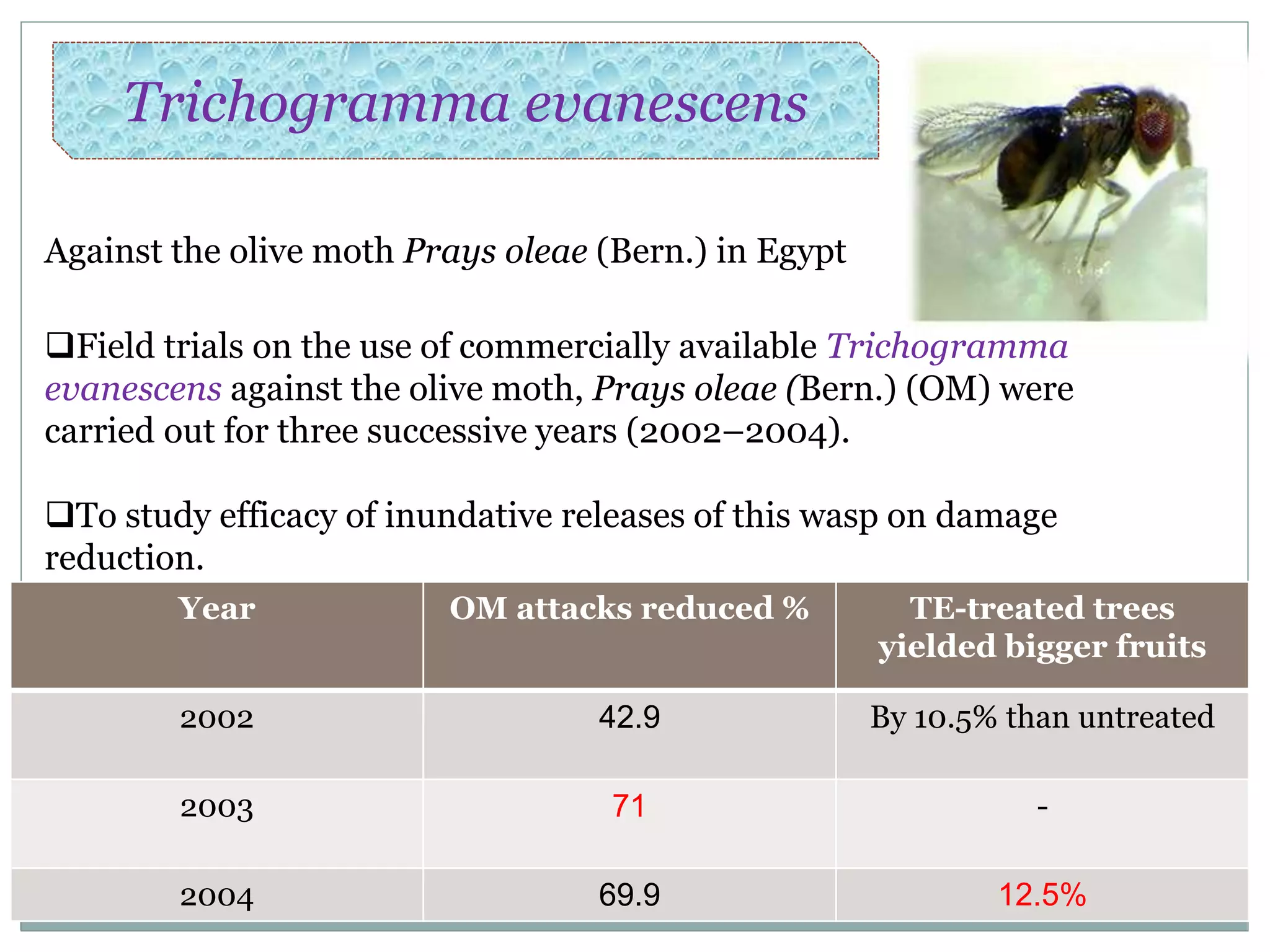Trichogramma evanescens
Against the olive moth Prays oleae (Bern.) in Egypt
Field trials on the use of commercially available Trichogramma
evanescens against the olive moth, Prays oleae (Bern.) (OM) were
carried out for three successive years (2002–2004).
To study efficacy of inundative releases of this wasp on damage
reduction.
Year OM attacks reduced % TE-treated trees
yielded bigger fruits
2002 42.9 By 10.5% than untreated
2003 71 -
2004 69.9 12.5%
 