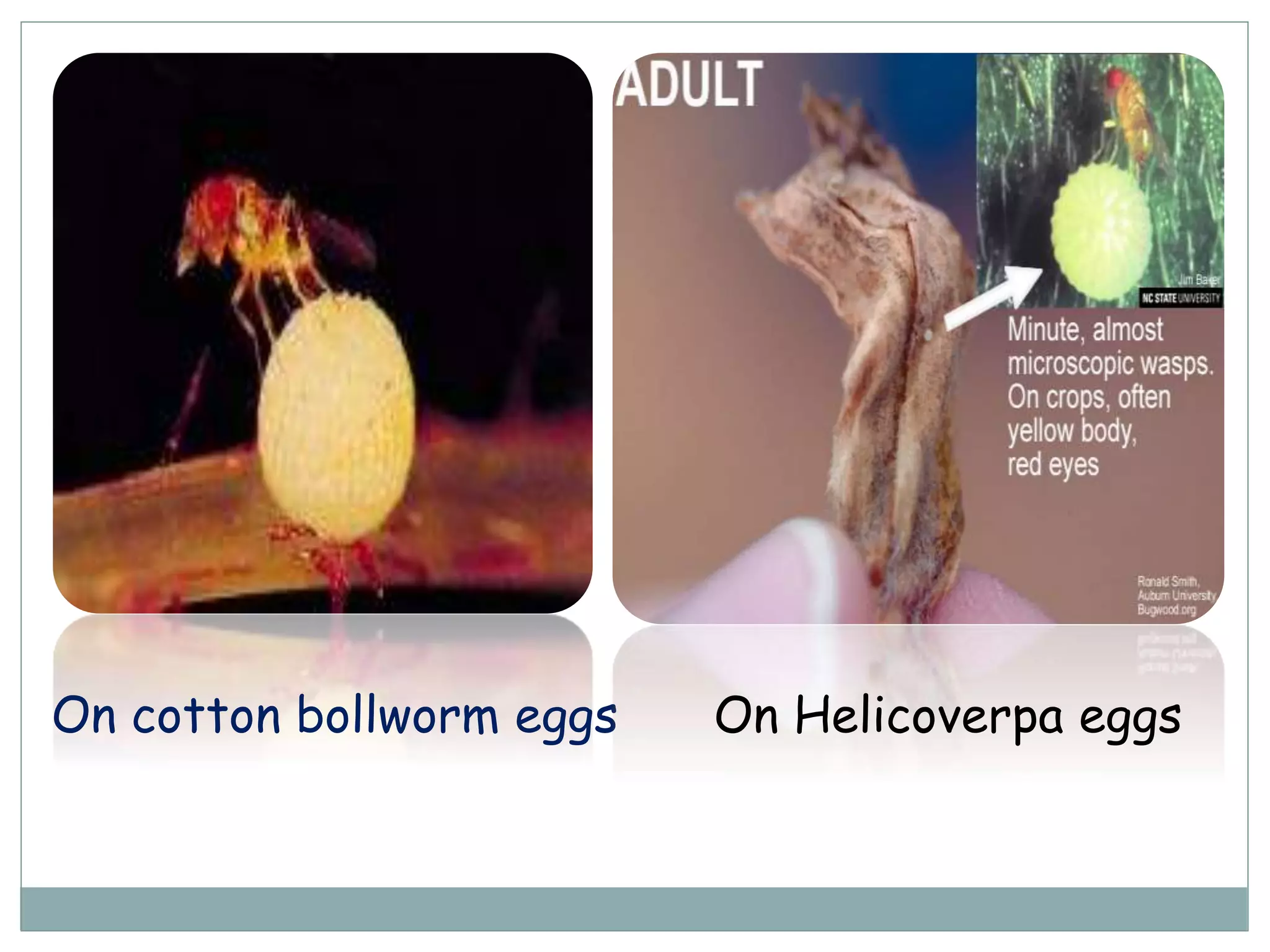 On cotton bollworm eggs On Helicoverpa eggs
 