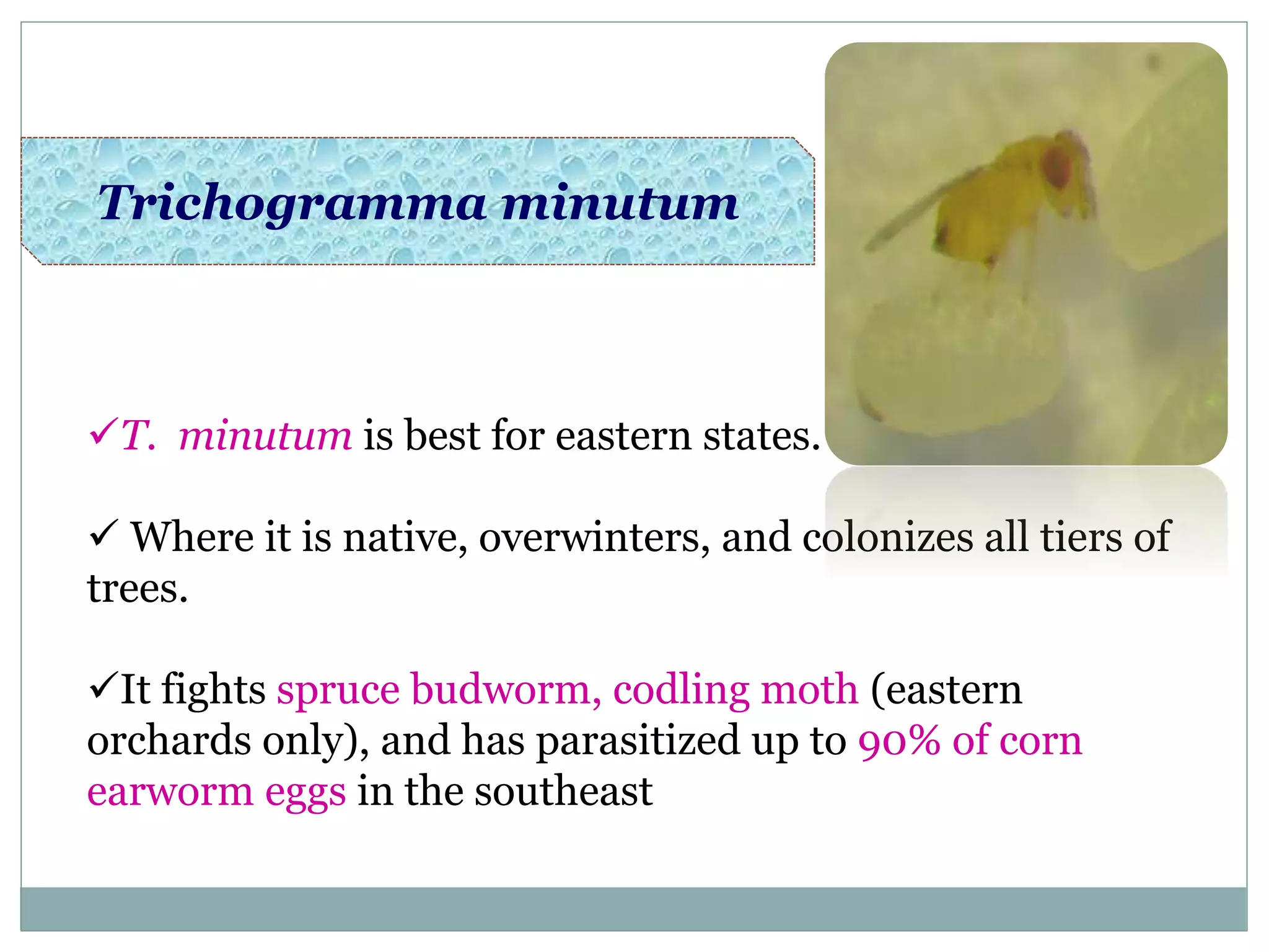 Trichogramma minutum
T. minutum is best for eastern states.
 Where it is native, overwinters, and colonizes all tiers of
trees.
It fights spruce budworm, codling moth (eastern
orchards only), and has parasitized up to 90% of corn
earworm eggs in the southeast
 