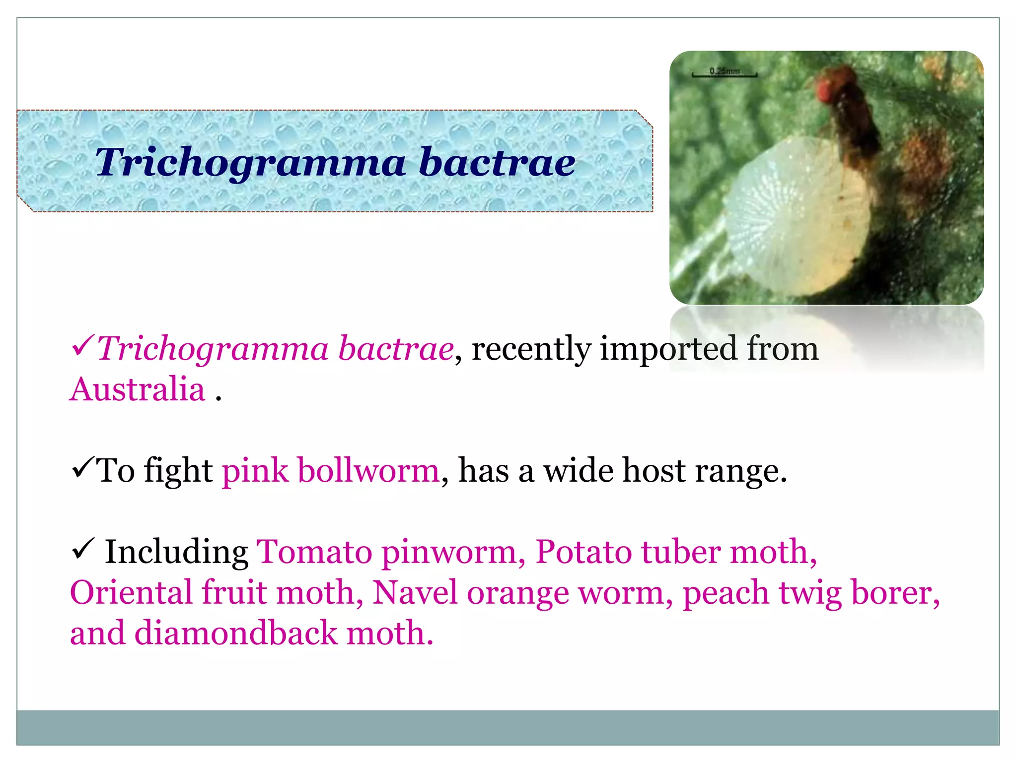 Trichogramma bactrae
Trichogramma bactrae, recently imported from
Australia .
To fight pink bollworm, has a wide host range.
 Including Tomato pinworm, Potato tuber moth,
Oriental fruit moth, Navel orange worm, peach twig borer,
and diamondback moth.
 