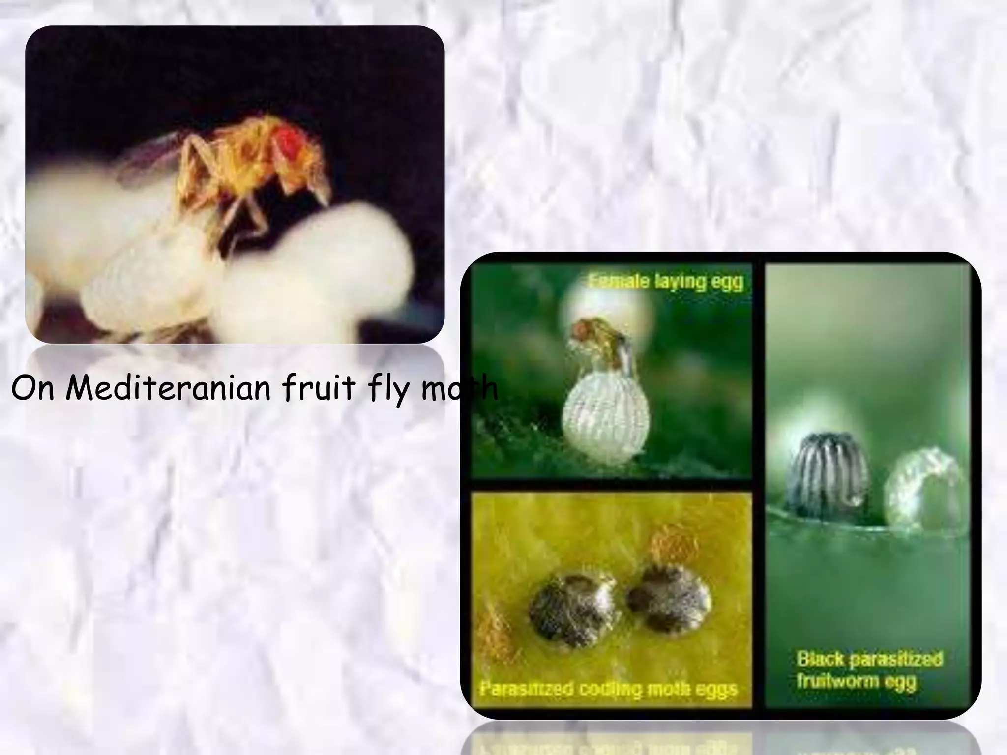 On Mediteranian fruit fly moth
 