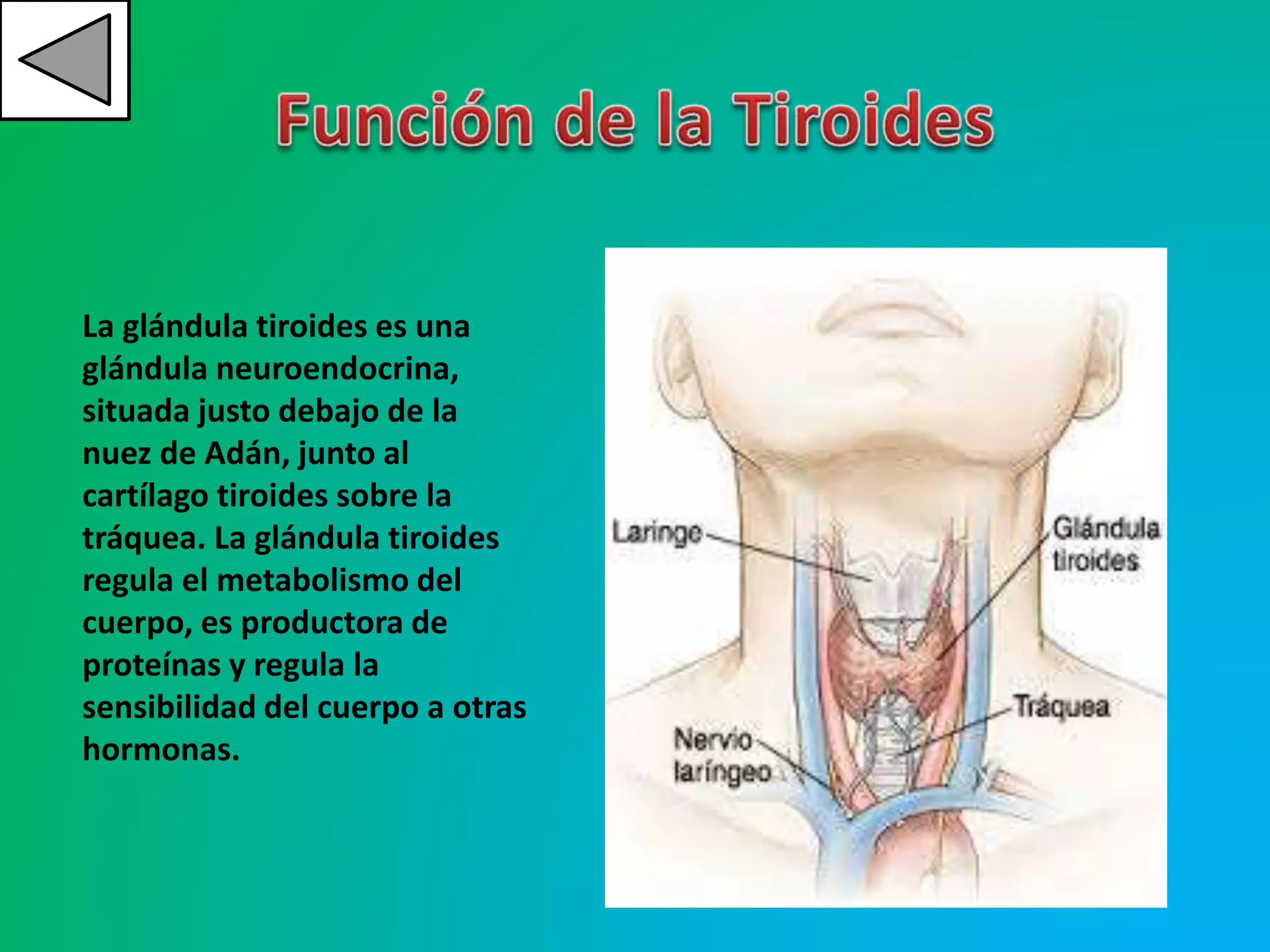 La glándula tiroides es una
glándula neuroendocrina,
situada justo debajo de la
nuez de Adán, junto al
cartílago tiroides sobre la
tráquea. La glándula tiroides
regula el metabolismo del
cuerpo, es productora de
proteínas y regula la
sensibilidad del cuerpo a otras
hormonas.
 