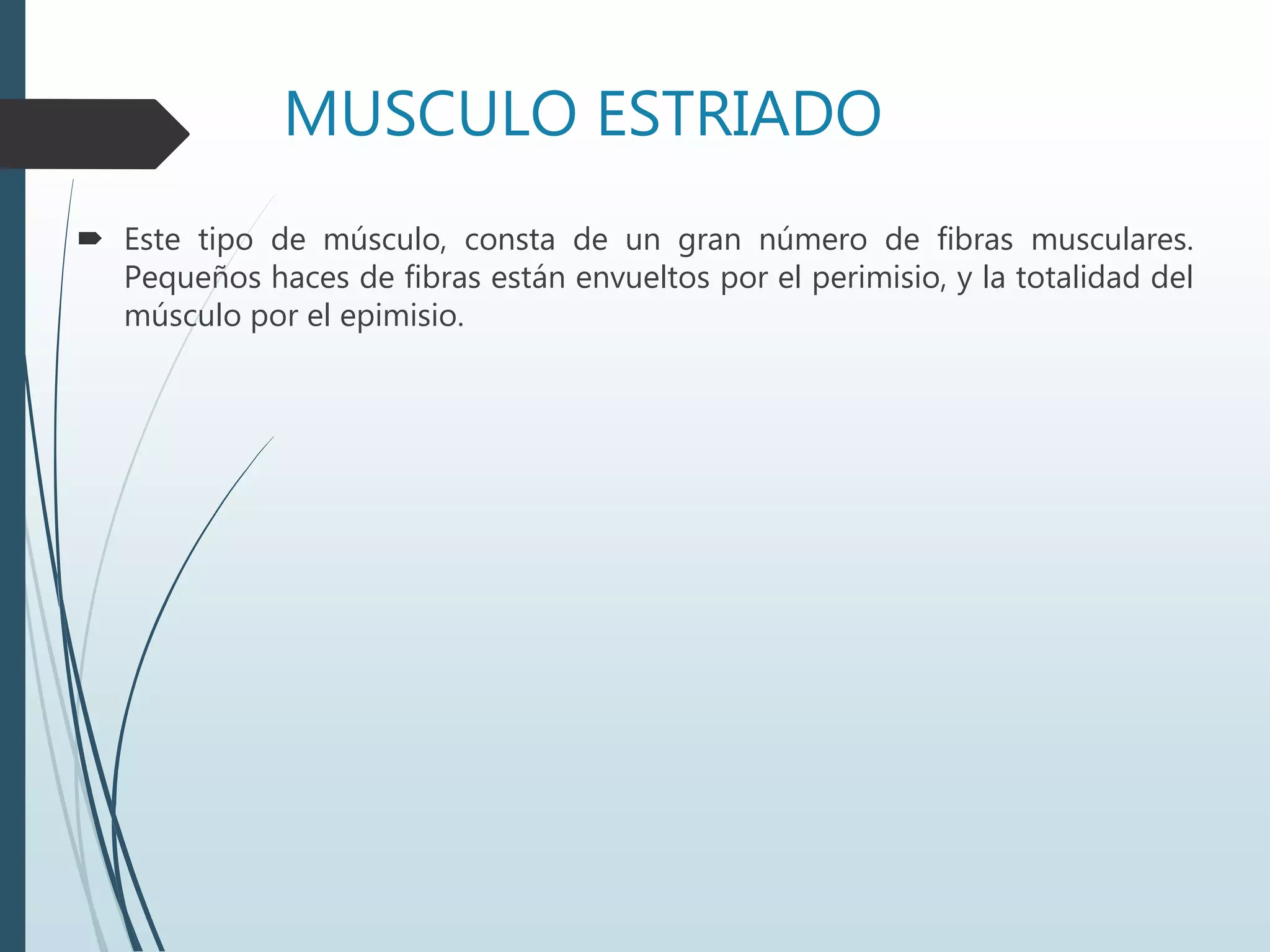 MUSCULO ESTRIADO
 Este tipo de músculo, consta de un gran número de fibras musculares.
Pequeños haces de fibras están envueltos por el perimisio, y la totalidad del
músculo por el epimisio.
 