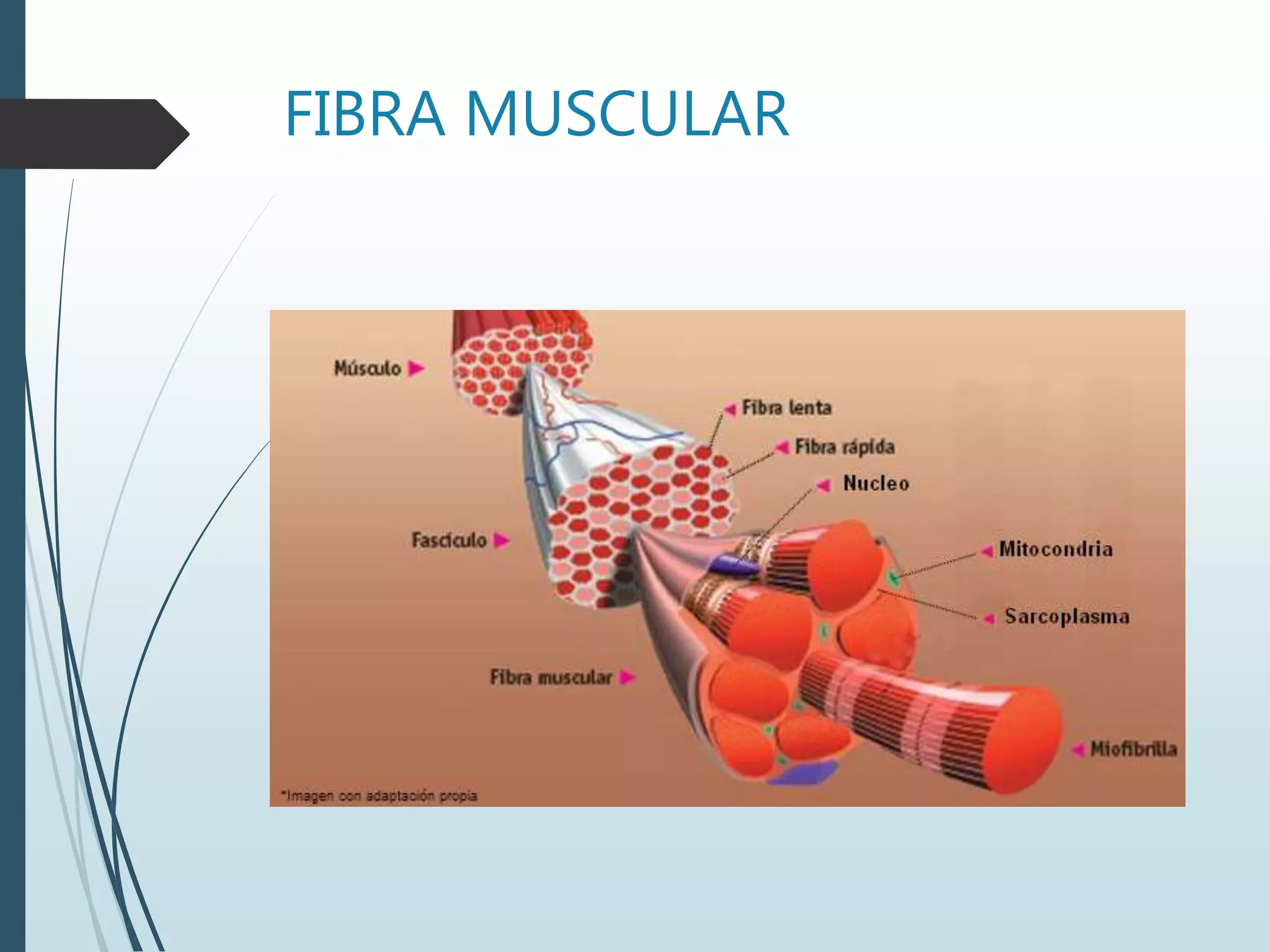 FIBRA MUSCULAR
 