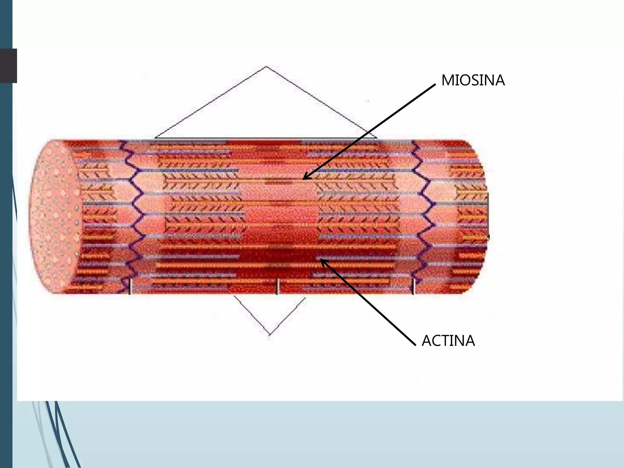 SARCOMERO
MIOSINA
ACTINA
 