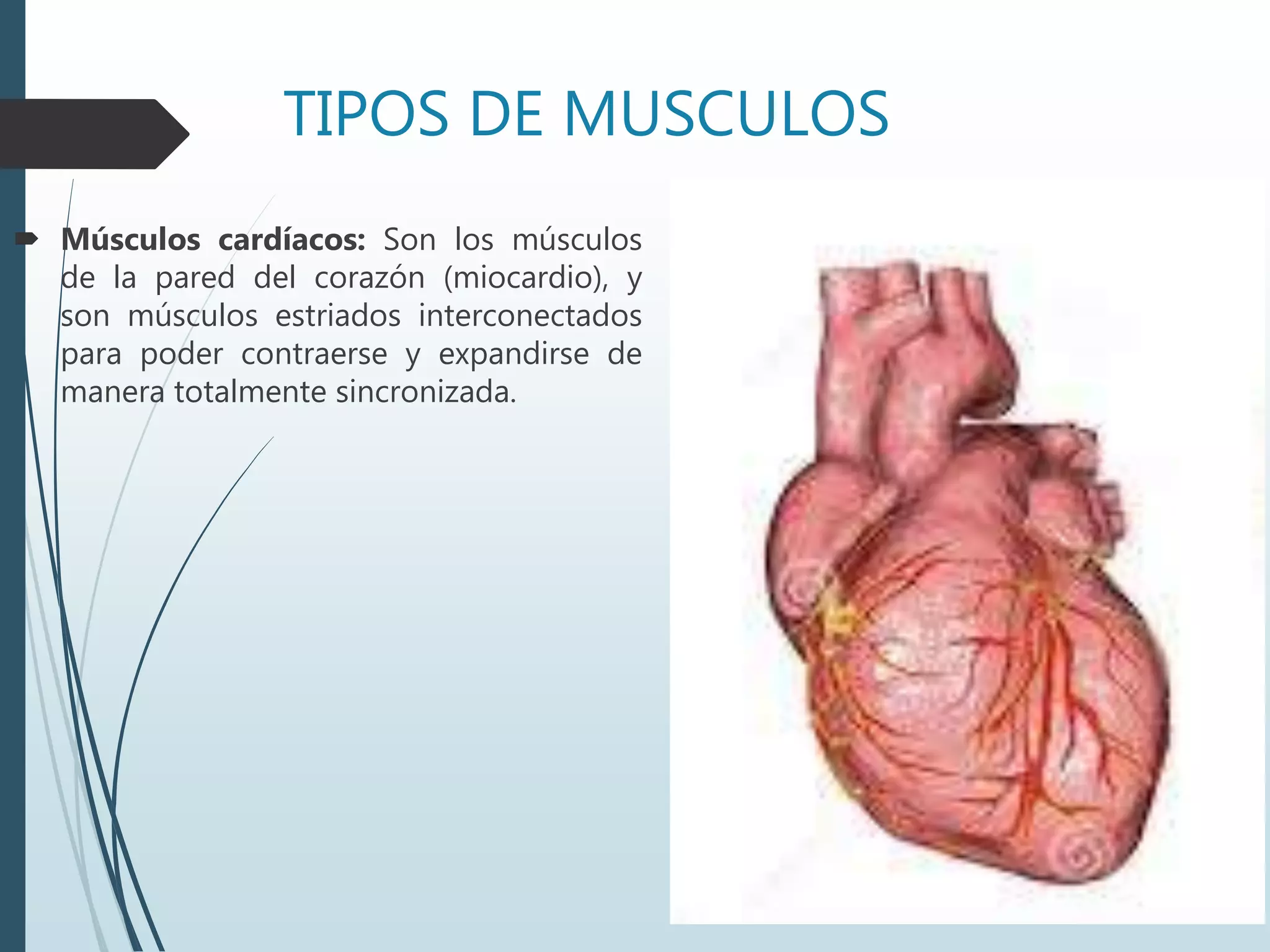TIPOS DE MUSCULOS
 Músculos cardíacos: Son los músculos
de la pared del corazón (miocardio), y
son músculos estriados interconectados
para poder contraerse y expandirse de
manera totalmente sincronizada.
 