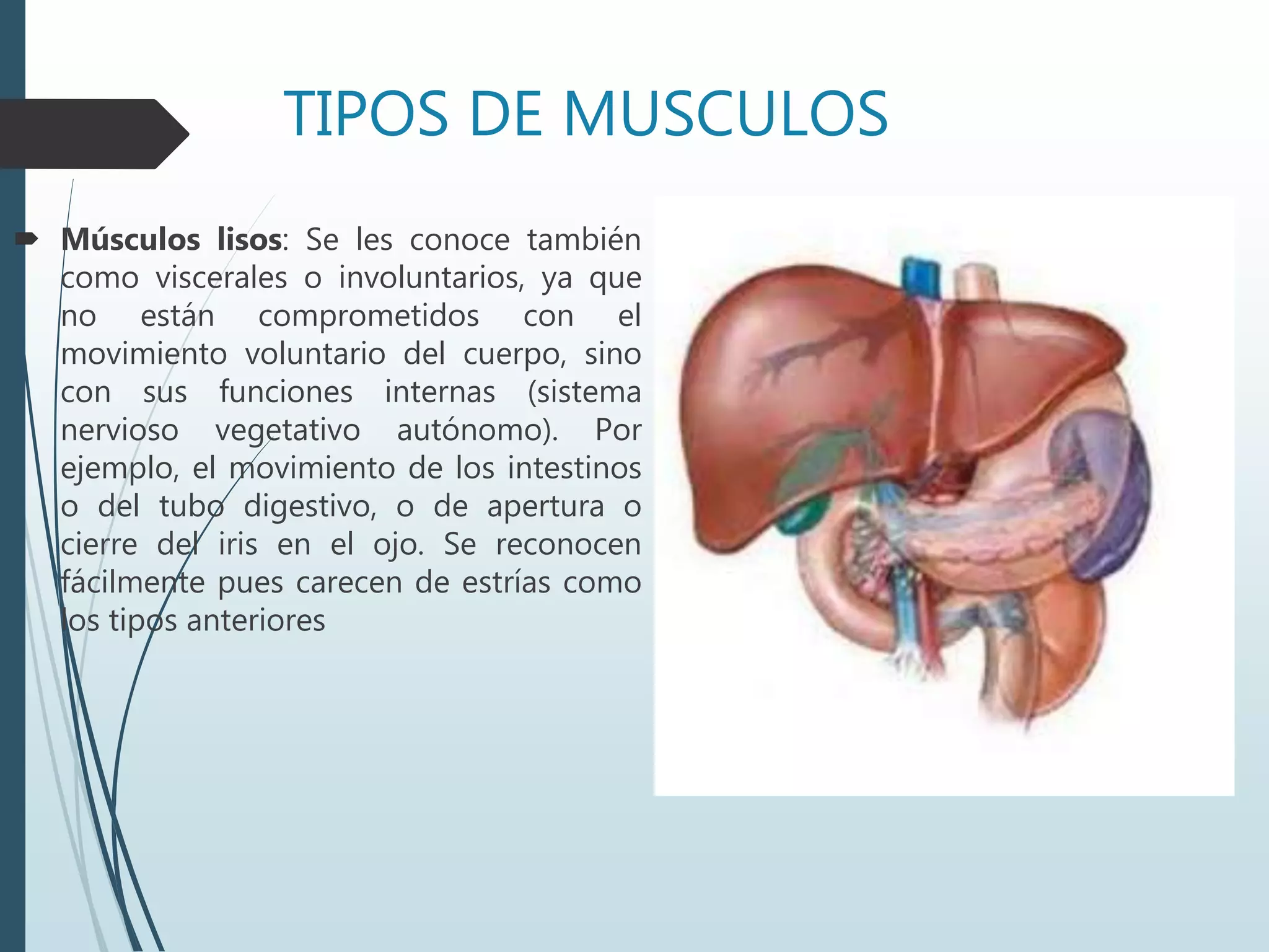 TIPOS DE MUSCULOS
 Músculos lisos: Se les conoce también
como viscerales o involuntarios, ya que
no están comprometidos con el
movimiento voluntario del cuerpo, sino
con sus funciones internas (sistema
nervioso vegetativo autónomo). Por
ejemplo, el movimiento de los intestinos
o del tubo digestivo, o de apertura o
cierre del iris en el ojo. Se reconocen
fácilmente pues carecen de estrías como
los tipos anteriores
 