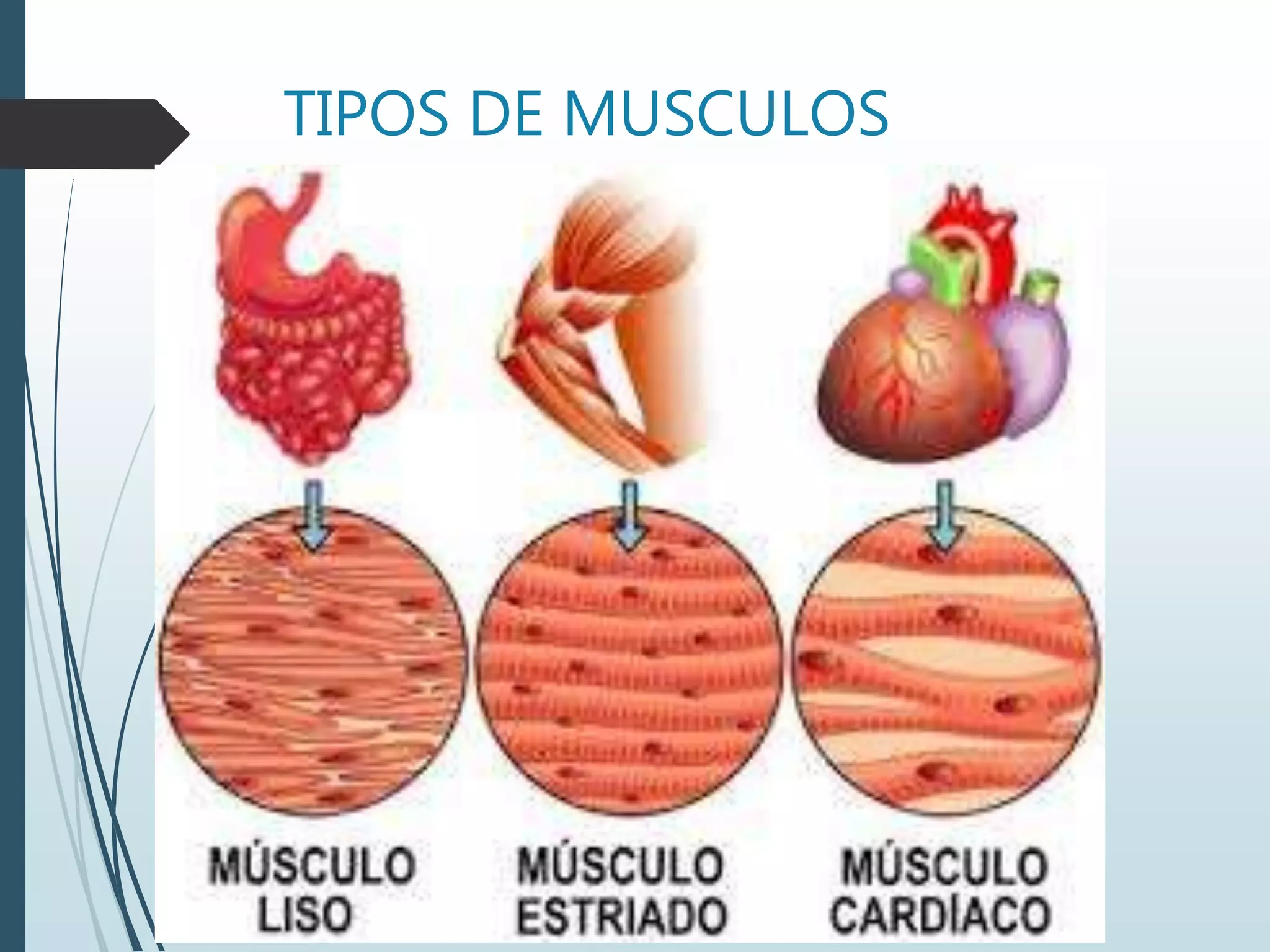 TIPOS DE MUSCULOS
 