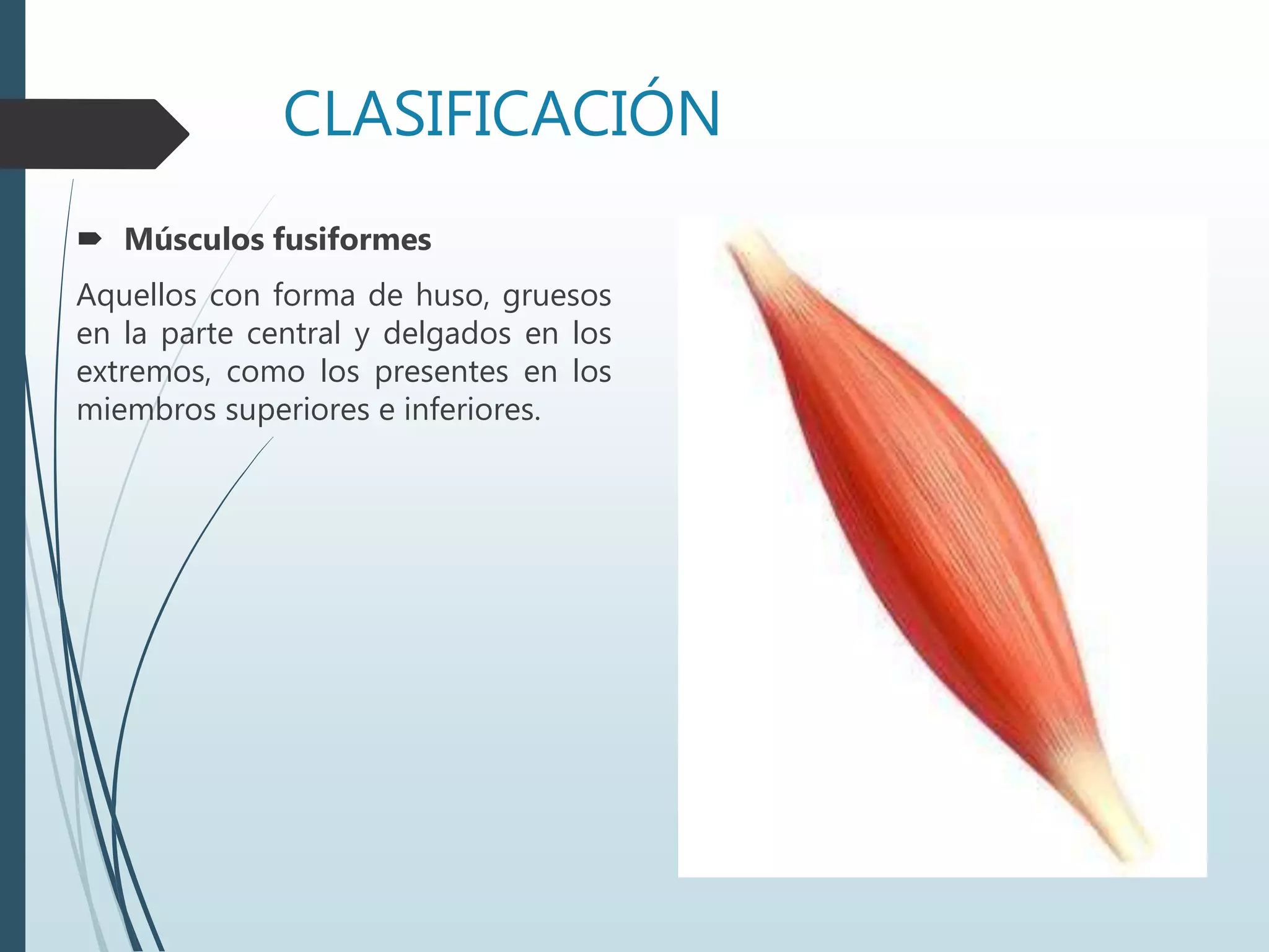 CLASIFICACIÓN
 Músculos fusiformes
Aquellos con forma de huso, gruesos
en la parte central y delgados en los
extremos, como los presentes en los
miembros superiores e inferiores.
 