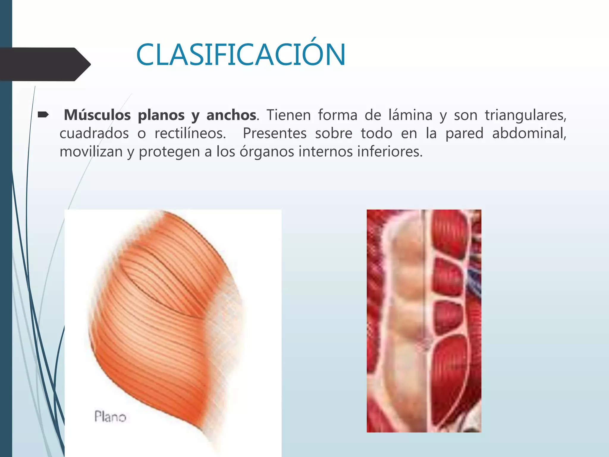 CLASIFICACIÓN
 Músculos planos y anchos. Tienen forma de lámina y son triangulares,
cuadrados o rectilíneos. Presentes sobre todo en la pared abdominal,
movilizan y protegen a los órganos internos inferiores.
 