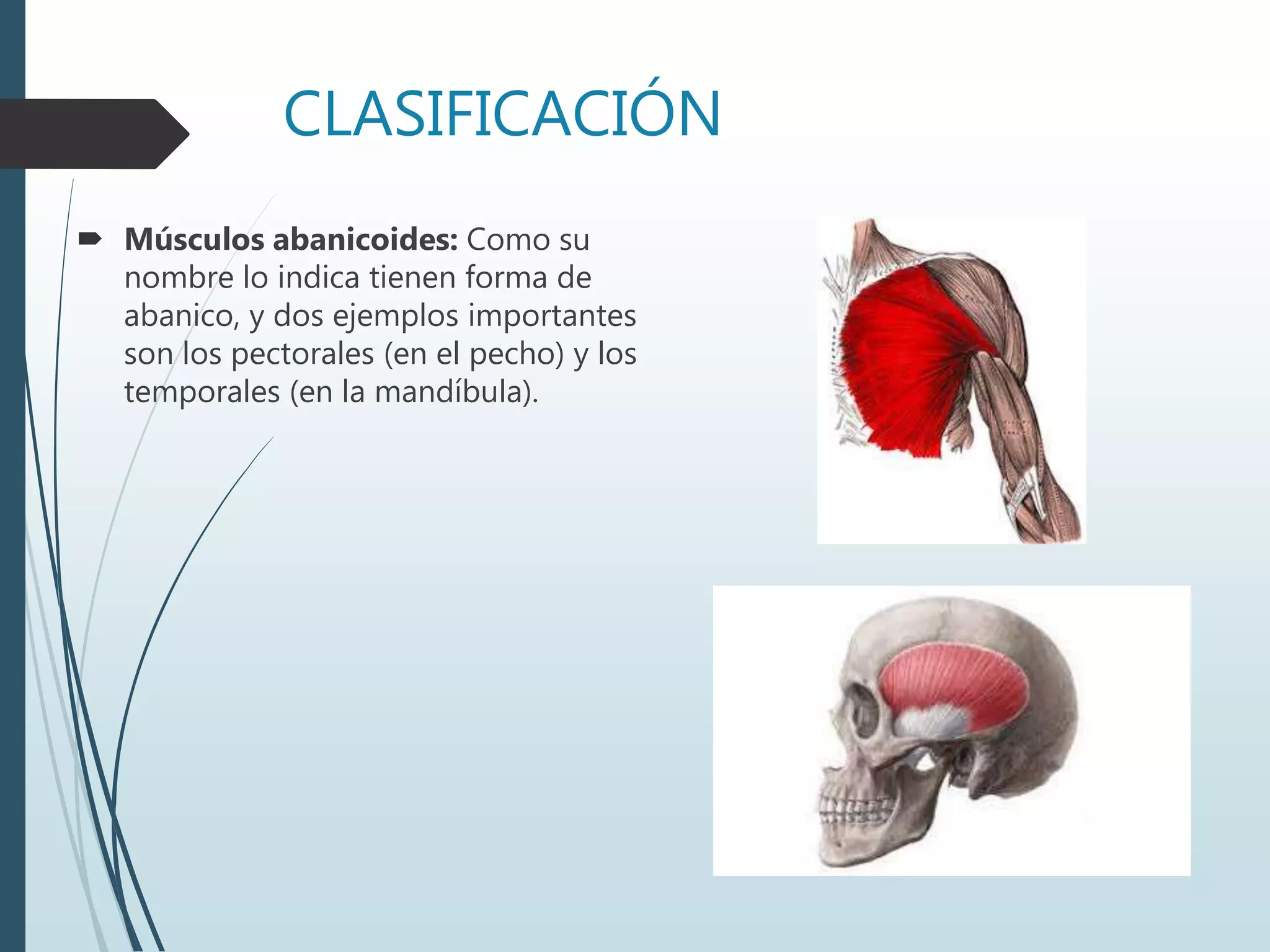 CLASIFICACIÓN
 Músculos abanicoides: Como su
nombre lo indica tienen forma de
abanico, y dos ejemplos importantes
son los pectorales (en el pecho) y los
temporales (en la mandíbula).
 