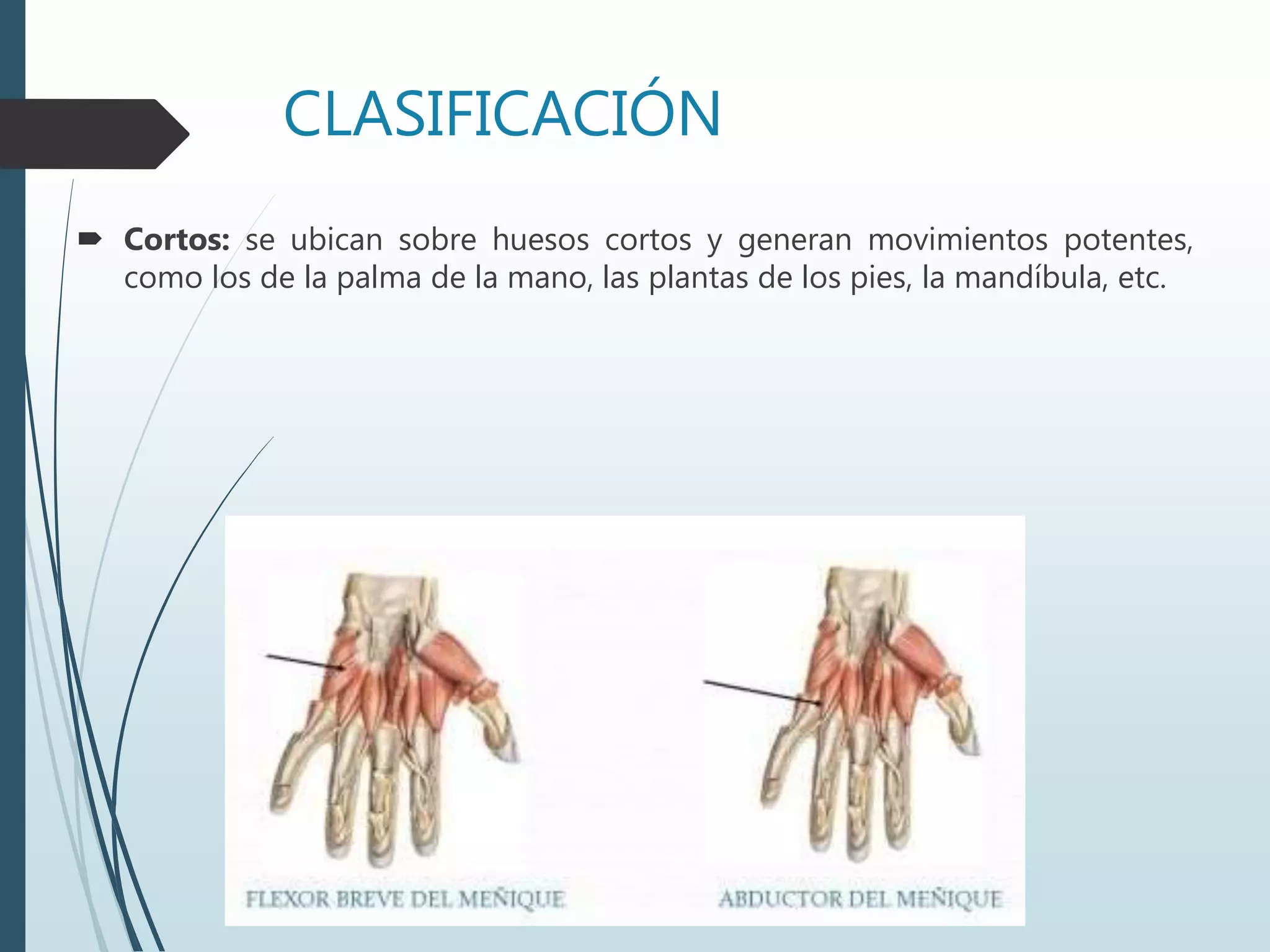 CLASIFICACIÓN
 Cortos: se ubican sobre huesos cortos y generan movimientos potentes,
como los de la palma de la mano, las plantas de los pies, la mandíbula, etc.
 