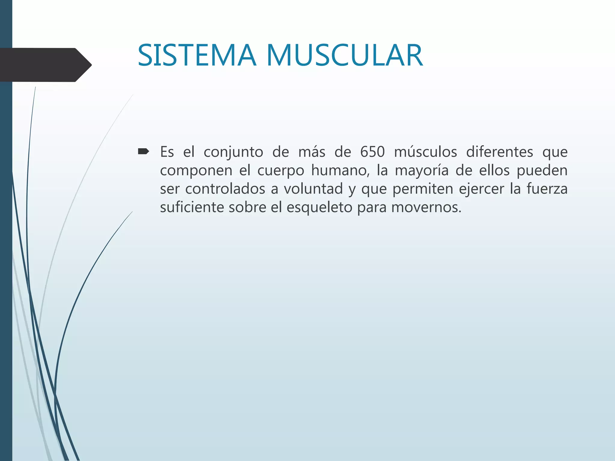 SISTEMA MUSCULAR
 Es el conjunto de más de 650 músculos diferentes que
componen el cuerpo humano, la mayoría de ellos pueden
ser controlados a voluntad y que permiten ejercer la fuerza
suficiente sobre el esqueleto para movernos.
 